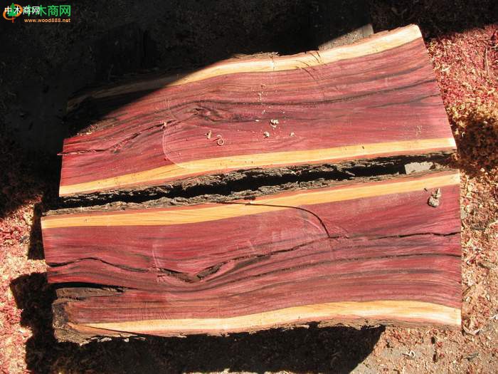 澳洲红酸枝木原木Lancewood与红橡木橡胶贾拉木Jarrah