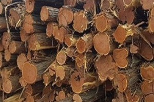 澳洲红酸枝木原木Lancewood与红橡木橡胶贾拉木Jarrah图2