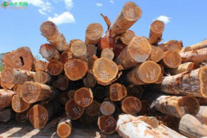 澳洲大红酸枝木原木aneura合欢木相思木lancewood出口商