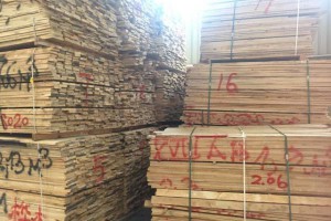 俄罗斯驻青岛办事处提供自然宽桦木板材