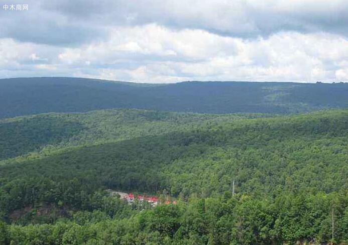 俄罗斯联邦林业署在林地木材租赁检查工作中终止了32项协议