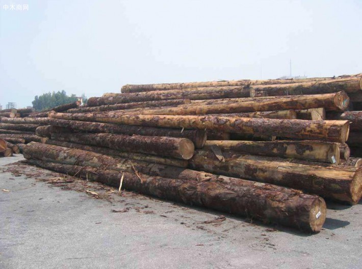 受森林虫灾影响,捷克木材砍伐和贸易量大幅增加