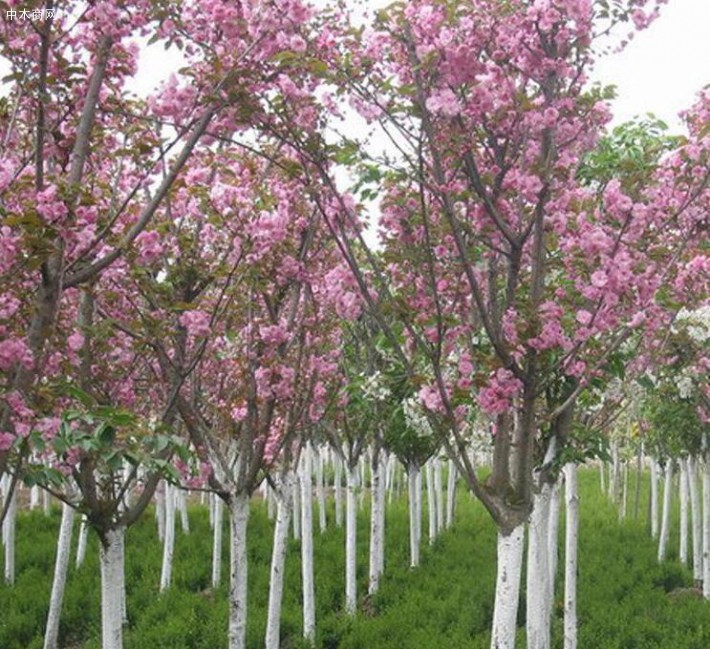 山东樱花树_樱花苗木_樱花价格_日本樱花_日本晚樱