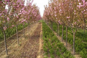 樱花树_樱花苗木_樱花价格_日本樱花_日本晚樱苗木