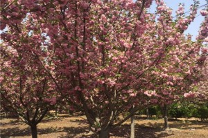 10公分樱花树_日本樱花苗木批发图1