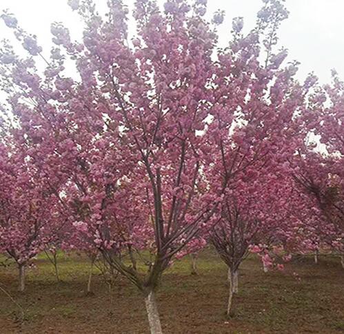 哪里有樱花树苗,樱花苗木基地