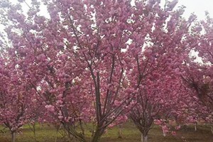 哪里有樱花树苗,樱花苗木基地