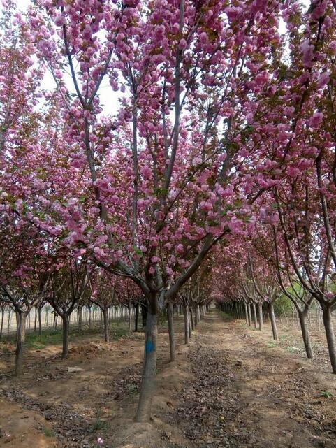 樱花苗价格_樱花树报价_樱花苗木基地产地