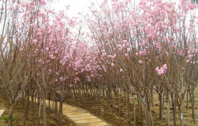 樱花苗价格_樱花树报价_樱花苗木基地产地厂家