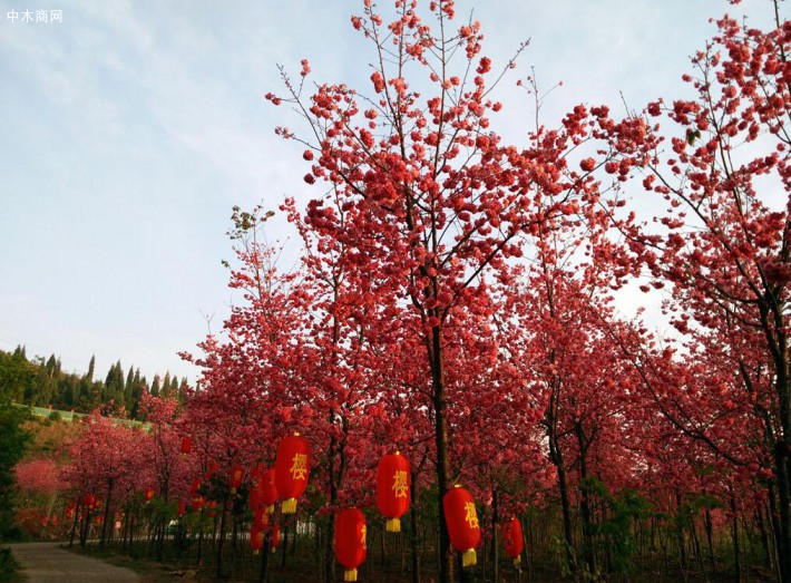 樱花苗价格信息_樱花树报价_樱花苗木图片