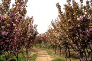 日本樱花价格信息_樱花树图片_樱花苗木报价