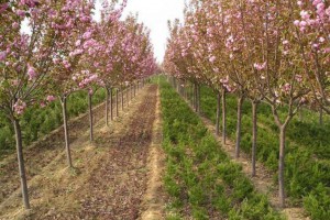 哪里有优质的樱花树苗？