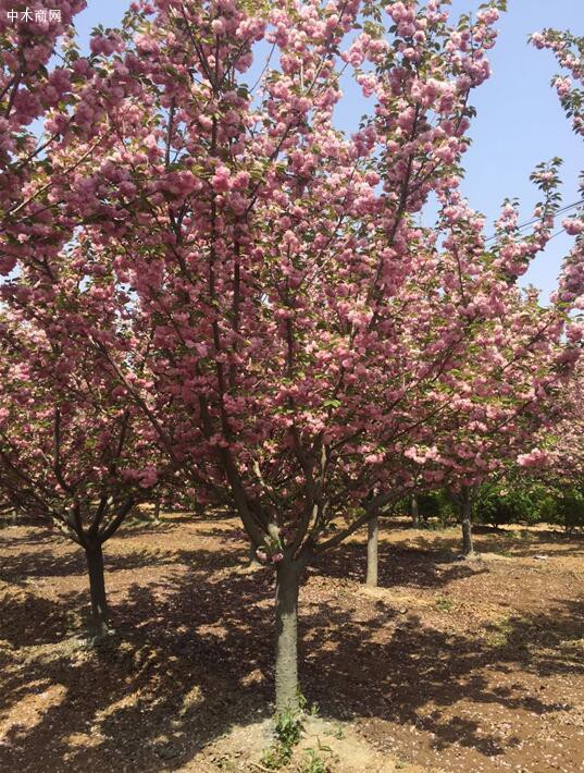 哪里有优质的樱花树苗？