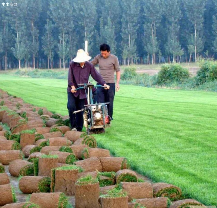 张家口草坪种植批发价格多少钱厂家