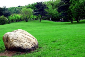 石家庄草坪价格多少钱一平方