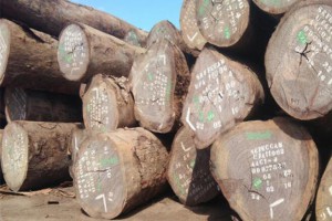 低价供应进口红铁木原木