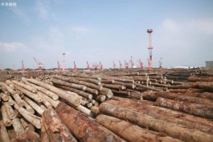 因新冠病毒的影响,马来西亚对木材贸易持悲观态度