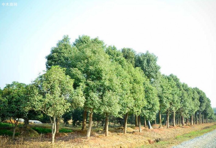 香樟树主要适宜在热带及亚热带的环境气候生长