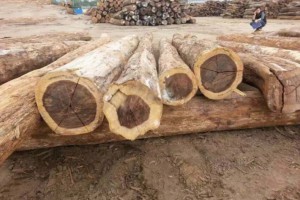进口贸易圭亚那铁木豆原木地板料, 实木铁木豆家具板材料图1