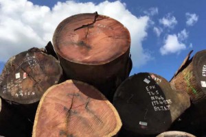 进口南美红檀原木贸易质量优量大优图1
