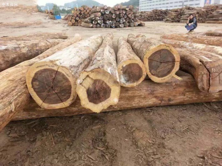 惠州星凯源实业南美进口原木产品图片厂家