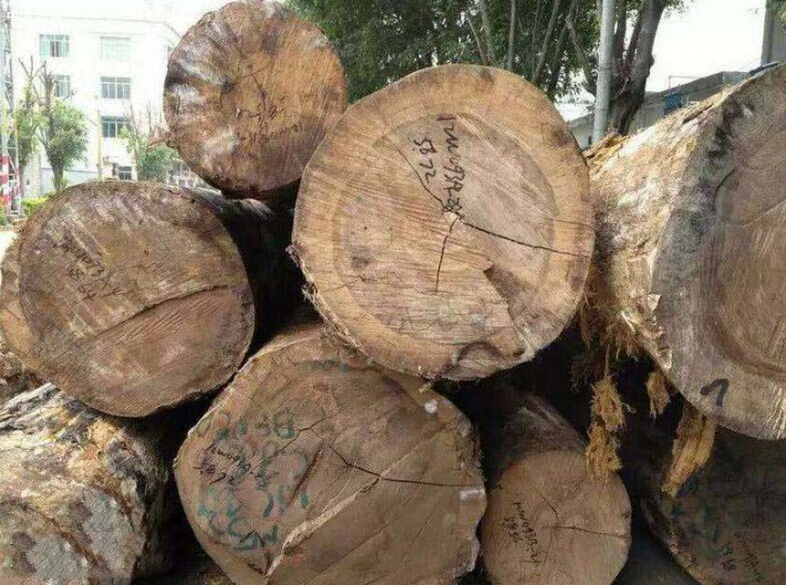优质榉木原木批发