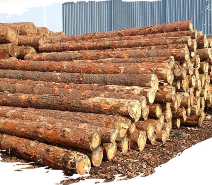 立陶宛樟子松原木源头直供接受预定