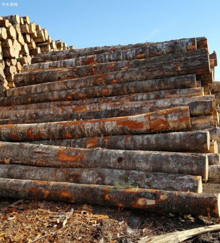 俄罗斯桦木原木源头直供圣彼得堡地区