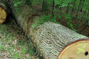 法国白橡木原木源头直销各种径级,接受预定