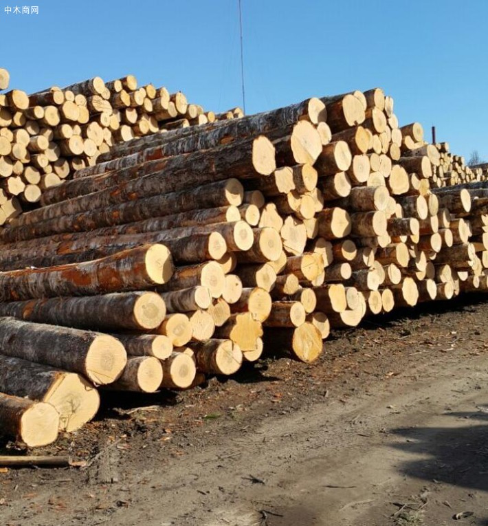 俄罗斯桦木原木源头直销圣彼得堡地区厂家