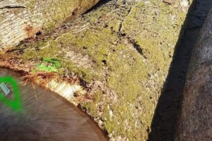 法国白橡木原木厂家直销各种径级