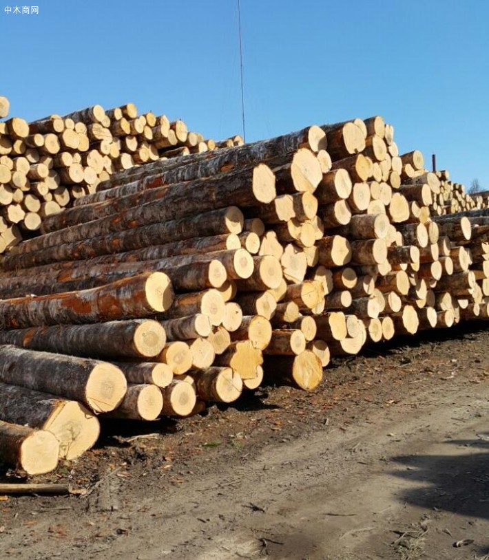 俄罗斯桦木原木厂家直销圣彼得堡地区