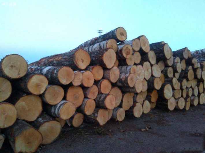 拉脱维亚桦木原木源头直供18cm以上,平均24cm
