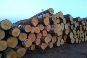 拉脱维亚桦木原木源头直供18cm以上,平均24cm
