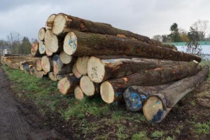 法国白橡原木厂家直销40cm以上
