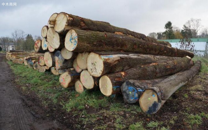 法国白橡原木厂家直销40cm以上