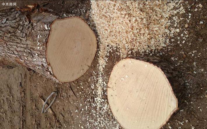 法国椴木原木源头直销新鲜砍伐