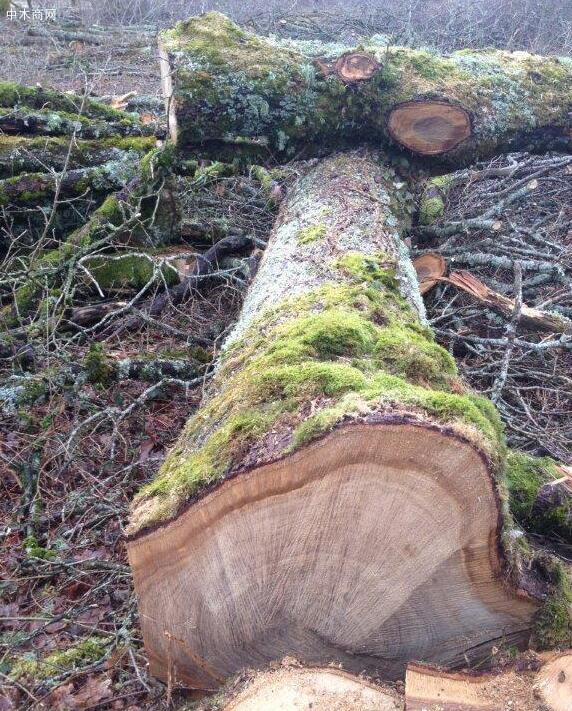 法国白橡原木原产地直销40cm以上