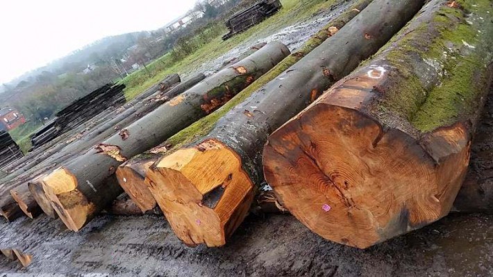 法国榉木原木厂家直销