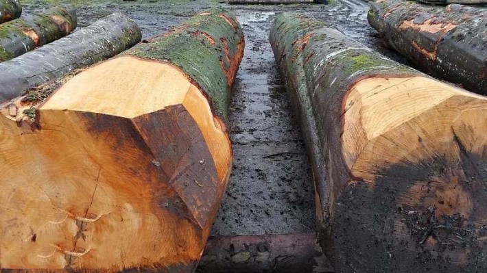 法国榉木原木批发价格