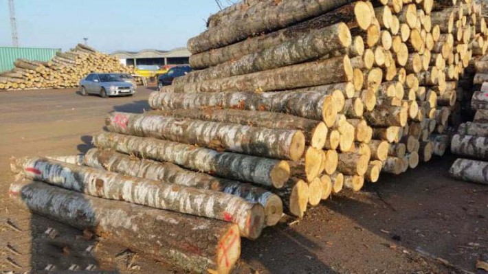 拉脱维亚桦木原木源头直销18cm以上平均24cm