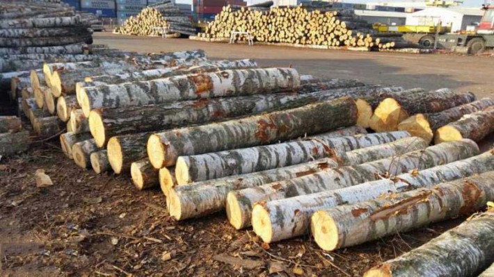 拉脱维亚桦木原木厂家批发18cm以上,平均24cm