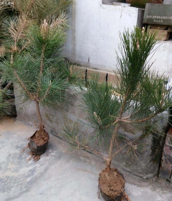 临沂黑松苗价格,临沂黑松苗基地,临沂黑松苗批发