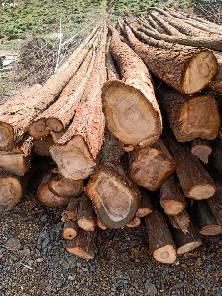 杉木檩条,杉木绿化杆,杉木条木林场直供供应