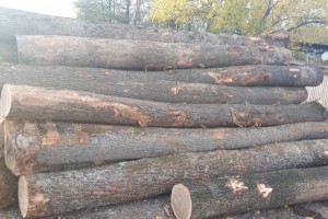 欧洲白橡木原木原产地直销