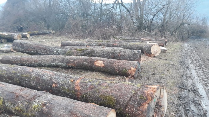 欧洲白橡木原木原产地直销图片