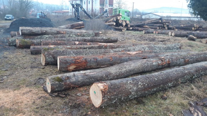欧洲白橡木原木原产地直销价格
