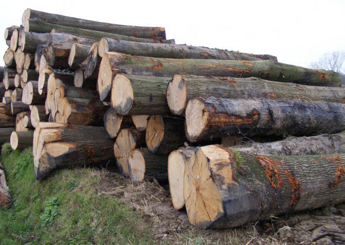 美国林木产品销售美国红橡木,白橡木,白蜡木,南方松原木高清图片