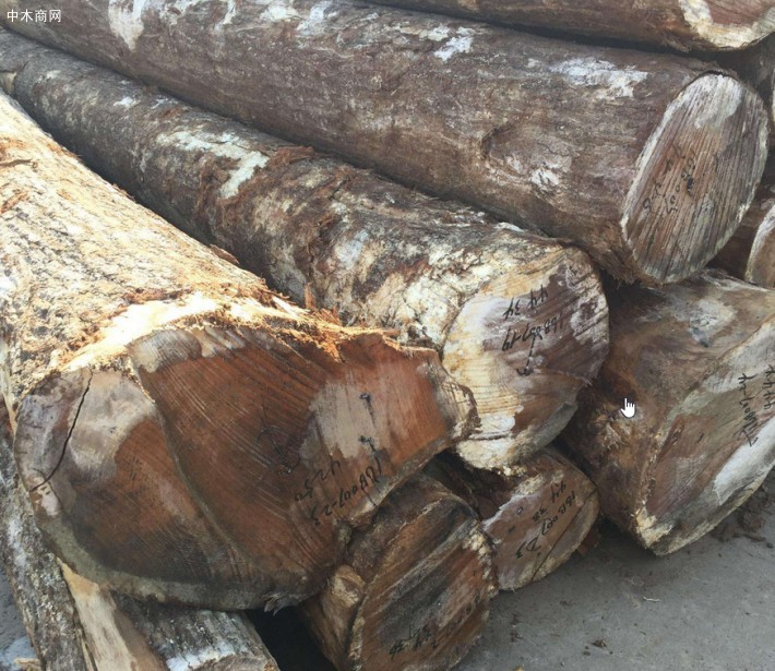 美国林木产品销售美国红橡木,白橡木,白蜡木,南方松原木高清图片厂家