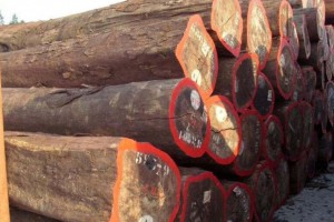 非洲红铁木原木批发价格